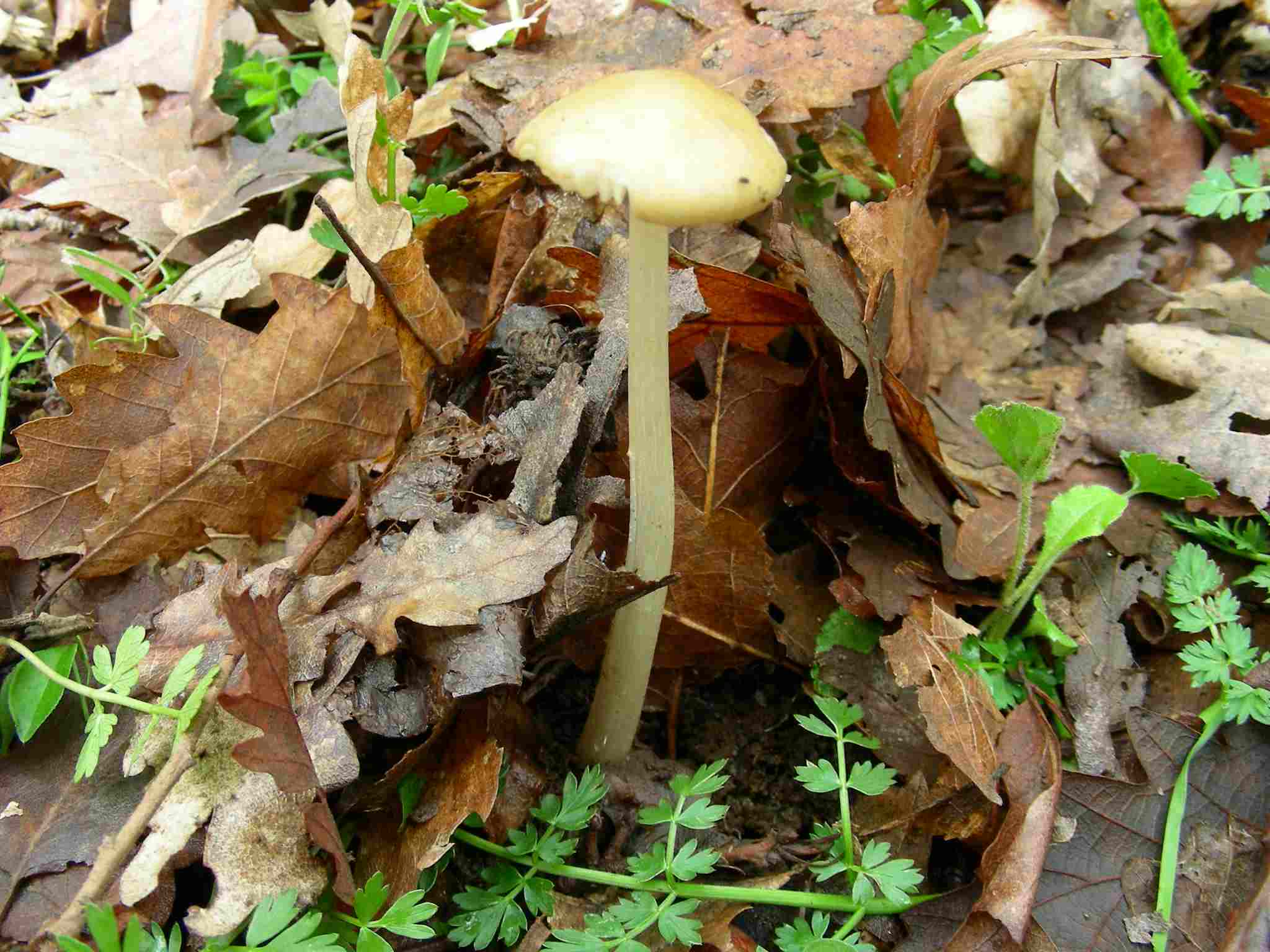 1944 Marzo vecchio ritrovamento